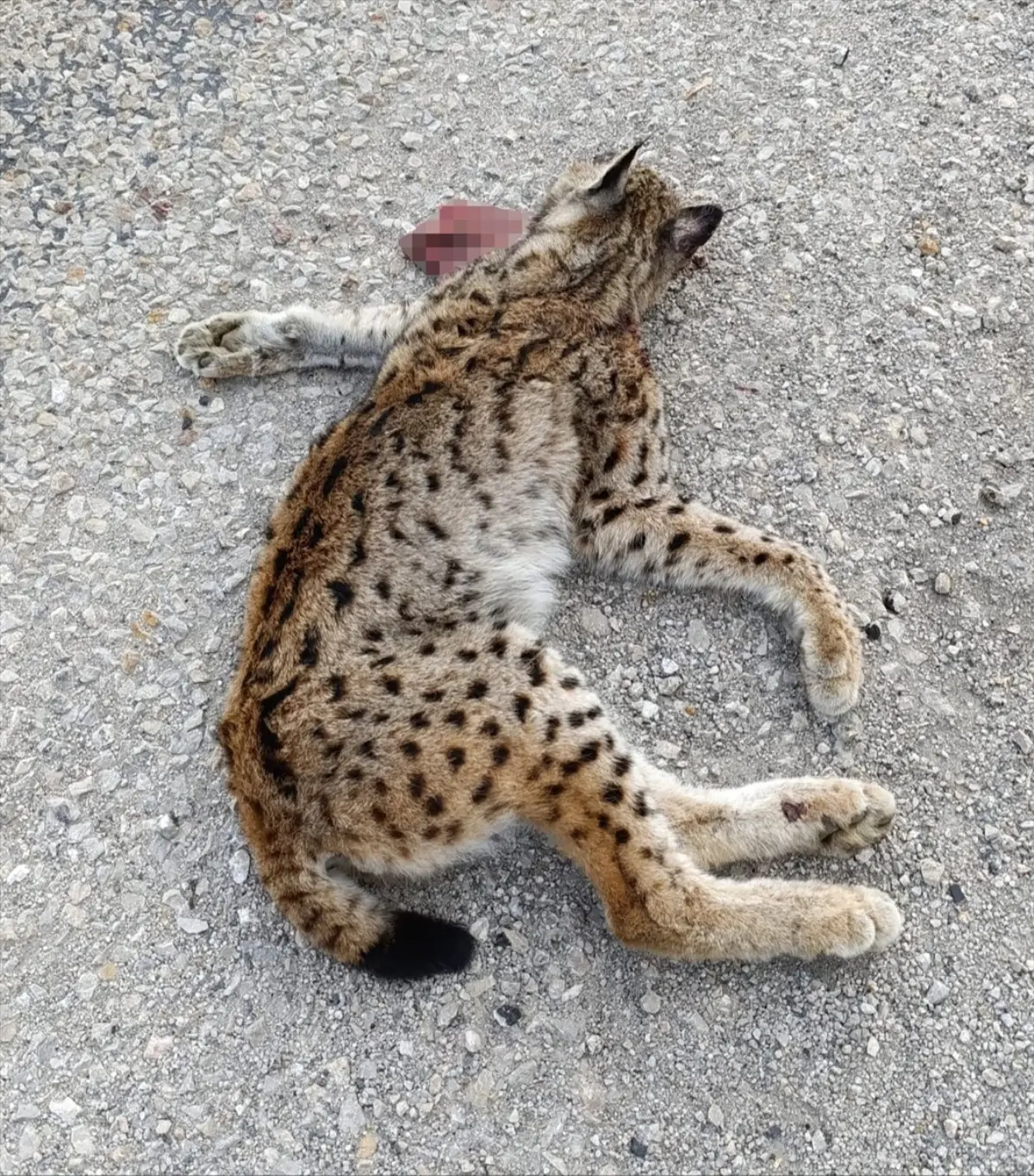 Malatya’da Nesli Tükenmekte Olan Vaşak Aracın Çarpmasıyla Öldü